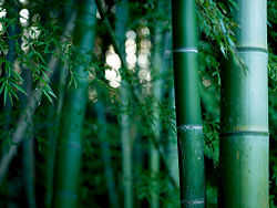 Did you know? Oil and bamboos