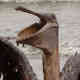 Gulf oil spill: the aftermath